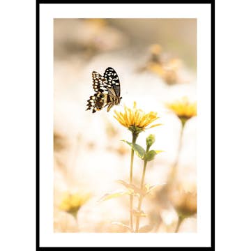 Poster Gallerix Butterfly Bliss