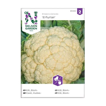 Frö Blomkål Nelson Garden Erfurt