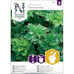 Frö Bladselleri Nelson Garden Gewone Snij
