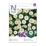 Frö Pysslingkrage Nelson Garden Vit