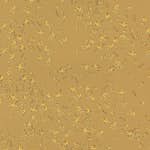 Tapet Versace IV 93585-3