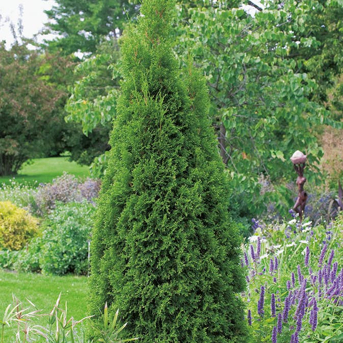 Ädeltuja Omnia Garden Smaragd 80-100 cm