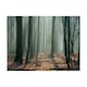 Fototapet Arkiio Witches' Forest