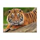 Fototapet Arkiio Sumatra Tiger