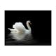 Fototapet Arkiio Svan Svart Och Vitt