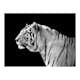 Fototapet Arkiio Vit Tiger
