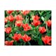 Fototapet Arkiio Painted Flowers