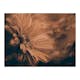 Fototapet Arkiio Gerbera I Brons
