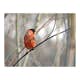 Fototapet Arkiio Bullfinch In The Forest