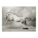 Fototapet Arkiio Wild Hingst