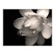 Fototapet Arkiio Lotus Flower
