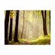 Fototapet Arkiio Mysterious Forest Path