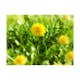 Fototapet Arkiio Dandelion Blommor