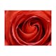 Fototapet Arkiio Uppvaknande Rose