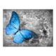 Fototapet Arkiio Blue Butterfly