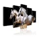 Tavla Arkiio Gallop Freedom And Power
