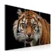 Tavla Arkiio A Wild Tiger