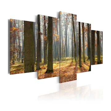 Tavla Arkiio A Nice Forest Landscape