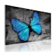 Tavla Arkiio The Study Of Butterfly