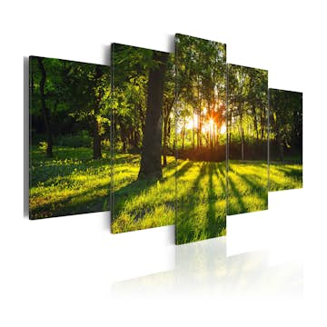 Tavla Arkiio The Forest Reflection