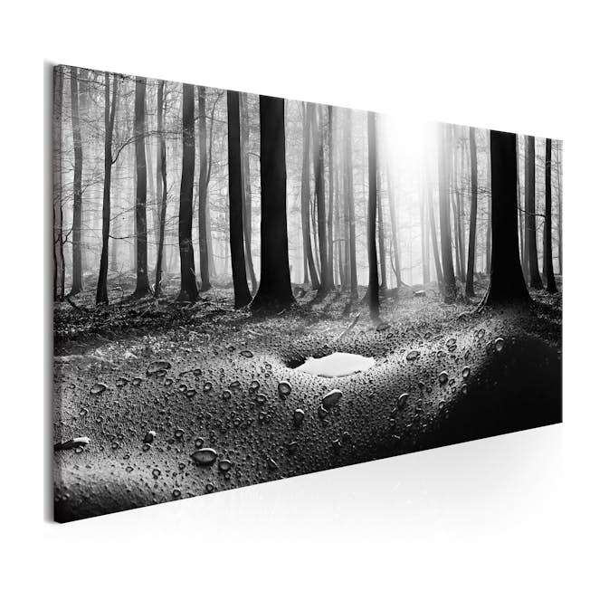 Tavla Arkiio Forest After Rain