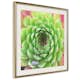 Poster Artgeist Affisch Succulent