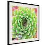 Poster Artgeist Affisch Succulent