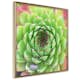 Poster Artgeist Affisch Succulent