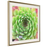 Poster Artgeist Affisch Succulent
