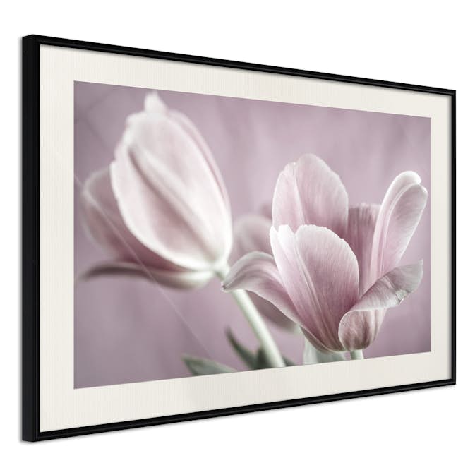 Poster Artgeist Affisch Pink Tulips