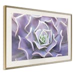Poster Artgeist Affisch Purple Succulent