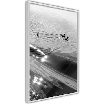 Poster Artgeist Affisch Ducks