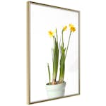 Poster Artgeist Affisch Narcissus