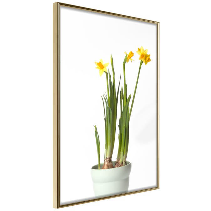 Poster Artgeist Affisch Narcissus