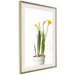 Poster Artgeist Affisch Narcissus