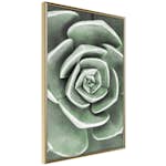 Poster Artgeist Affisch Beautiful Succulent