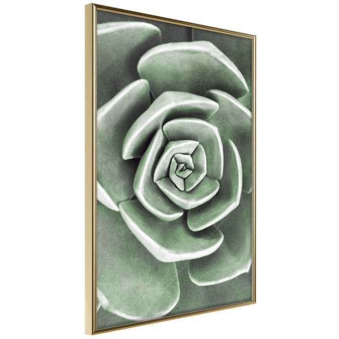 Poster Artgeist Affisch Beautiful Succulent