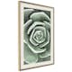 Poster Artgeist Affisch Beautiful Succulent