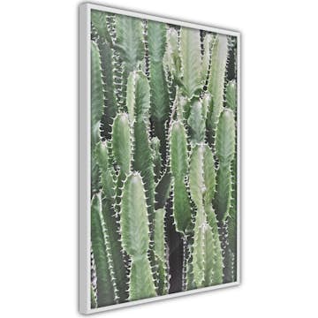 Poster Artgeist Affisch Cactus Garden
