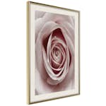 Poster Artgeist Affisch Pastel Rose