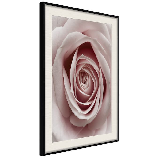 Poster Artgeist Affisch Pastel Rose