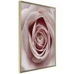 Poster Artgeist Affisch Pastel Rose