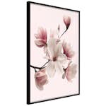 Poster Artgeist Affisch Delicate Magnolias