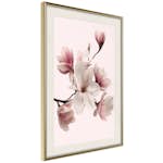 Poster Artgeist Affisch Delicate Magnolias