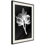 Poster Artgeist Affisch Night Flower