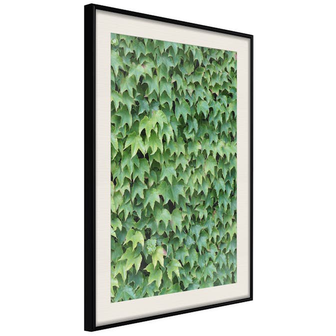 Poster Artgeist Affisch Thick Ivy