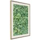Poster Artgeist Affisch Thick Ivy