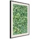 Poster Artgeist Affisch Thick Ivy