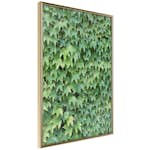 Poster Artgeist Affisch Thick Ivy
