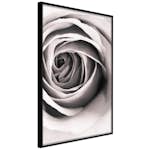 Poster Artgeist Affisch Rose Vortex